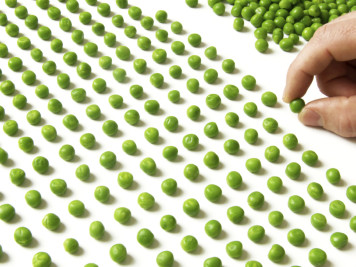 Image of lined-up peas